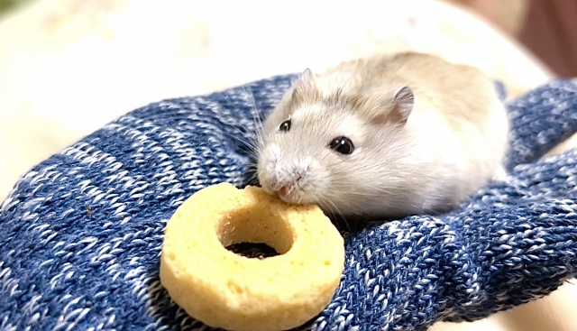 さらぽれでのリワーク(中編)